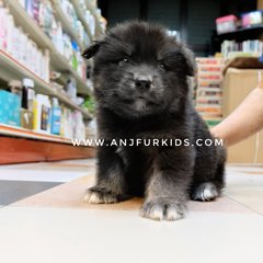 Adorable Shiba Inu Mix Siberian Hus3ky  - Shiba Inu + Husky Dog