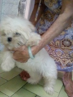  Shih Tzu Mixed Puppy  - Shih Tzu + Terrier Dog