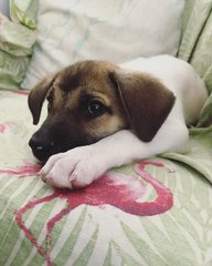 Baby Biscuit - Mixed Breed Dog