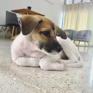 Baby Biscuit - Mixed Breed Dog