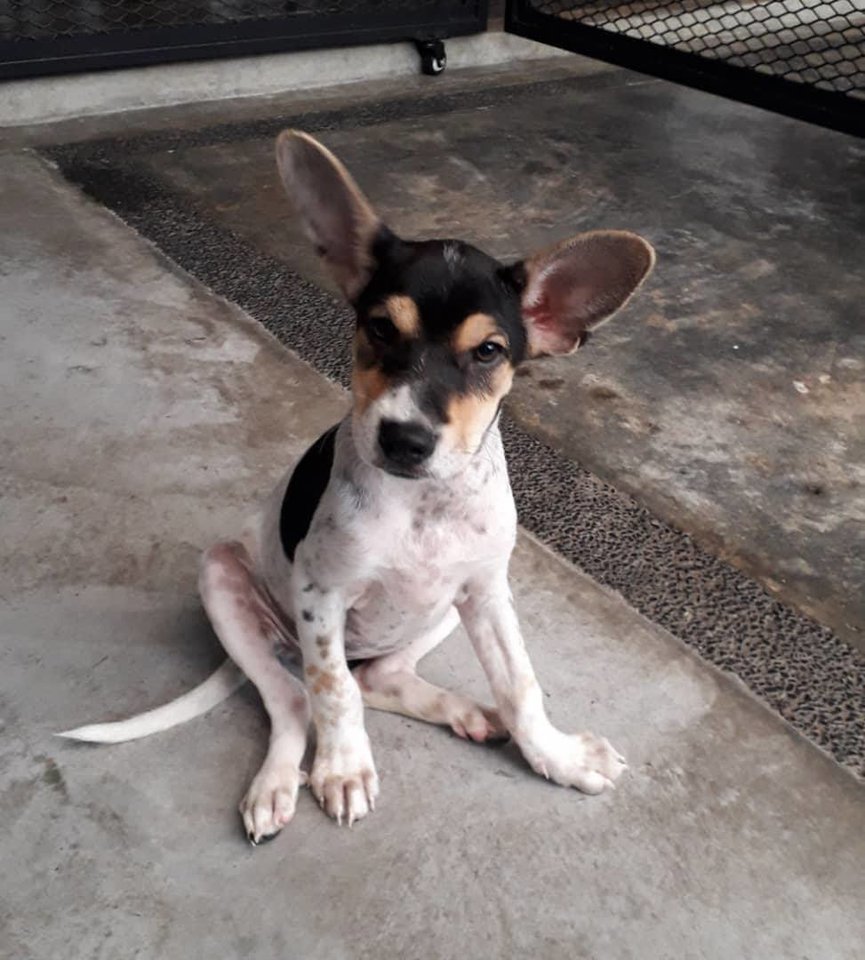 Rat Terrier Mix Puppy Adopted - 3 Months, Mabel from Wilayah ...