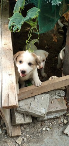 Puppies Klang - Mixed Breed Dog