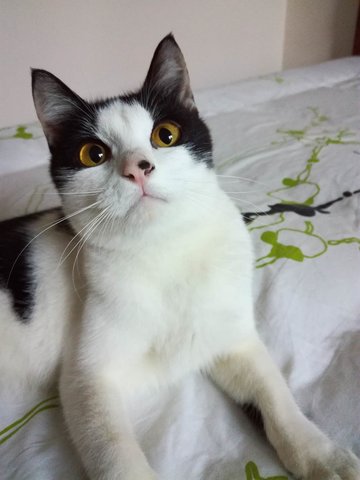 Domestic Short Hair + Tuxedo Cat Adopted - 5 Years 11 Months, Felix ...