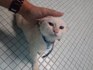 Susu - Domestic Short Hair Cat
