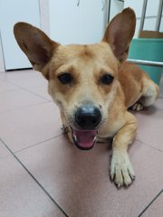 Bengy - Mixed Breed Dog