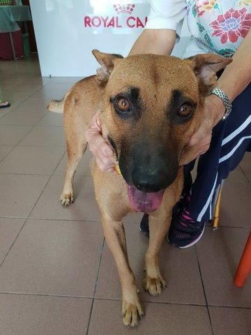 Brownie - Mixed Breed Dog