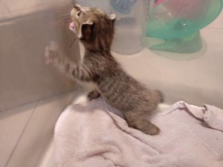 Four Little Kittens - Maine Coon + Siamese Cat