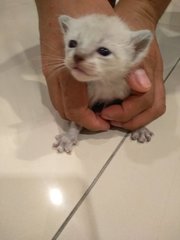 Four Little Kittens - Maine Coon + Siamese Cat