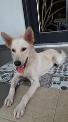 Freya (Luck Mooi) - Spitz Mix Dog