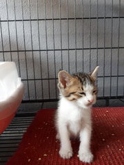 2 Boys &amp; A Girl - Domestic Short Hair Cat