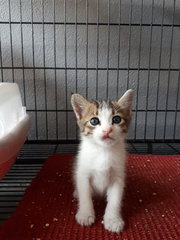 2 Boys &amp; A Girl - Domestic Short Hair Cat