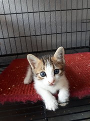 2 Boys &amp; A Girl - Domestic Short Hair Cat