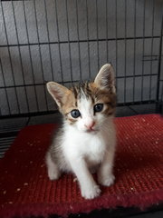 2 Boys &amp; A Girl - Domestic Short Hair Cat