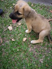 Pup For Adoption  - Mixed Breed Dog
