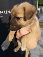 Pup For Adoption  - Mixed Breed Dog
