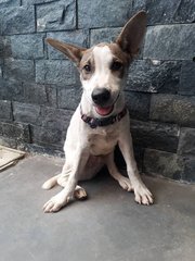 Jacob - Ibizan Hound Mix Dog