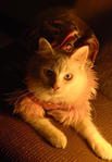 Chloe @--&gt;------ - Persian + Domestic Long Hair Cat