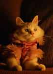 Chloe @--&gt;------ - Persian + Domestic Long Hair Cat