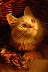 Chloe @--&gt;------ - Persian + Domestic Long Hair Cat