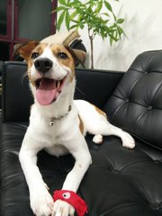 Cookie - Jack Russell Terrier Mix Dog