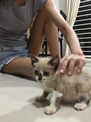 Jamie - Siamese + Domestic Medium Hair Cat