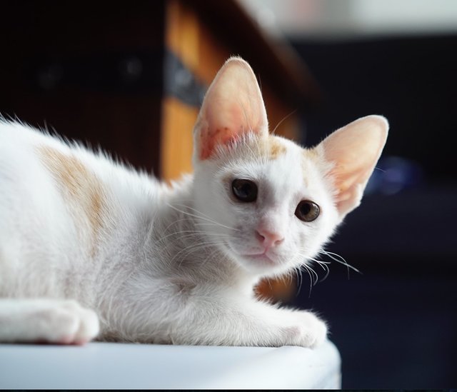 Sesame - Domestic Short Hair Cat