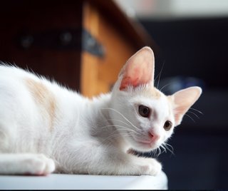 Sesame - Domestic Short Hair Cat