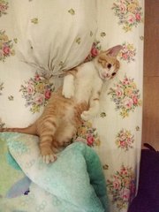 Baby Boo - Domestic Short Hair Cat