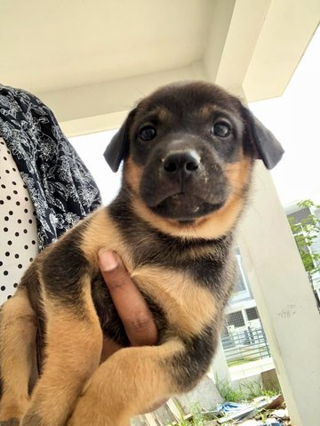 Cinnamon , Cori And Nutmeg - Mixed Breed Dog