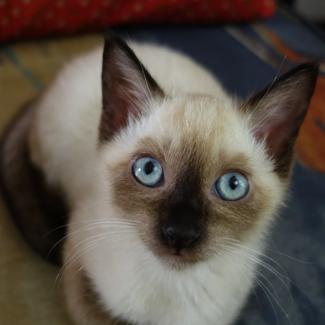 Siamese + Domestic Short Hair Kitten Adopted - 5 Years 2 Months, Bailey ...