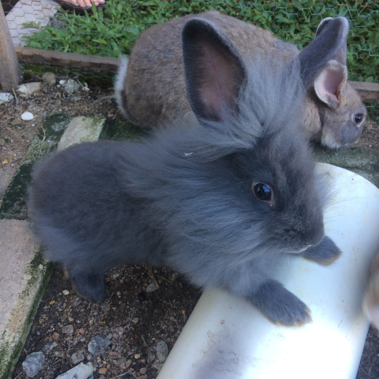 Angora Rabbit + Rex Bunny Adopted - 2 Years 9 Months, Thunder from