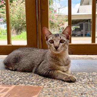 Boo - Domestic Short Hair Cat