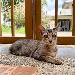 Boo - Domestic Short Hair Cat