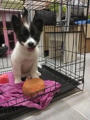 Panda Baby - Mixed Breed Dog