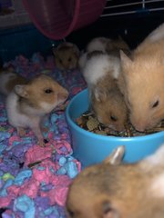 Baby Syrian Hamster ❤️ - Syrian / Golden Hamster Hamster