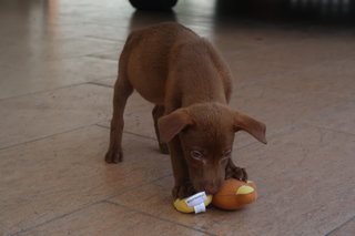 Female 1  - Mixed Breed Dog