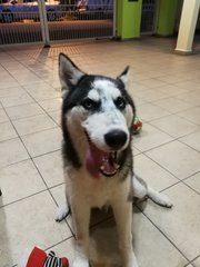 Jojo - Siberian Husky Dog