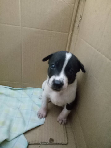 Jack (New Name: Guni) - Mixed Breed Dog