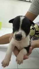 Jack (New Name: Guni) - Mixed Breed Dog