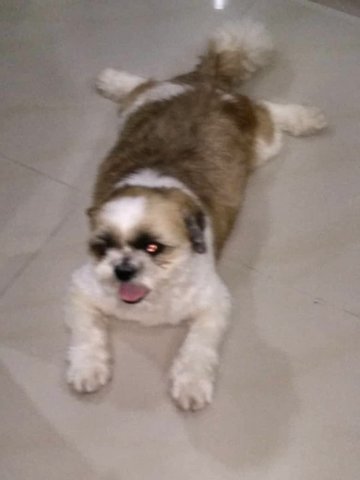 Tom - Shih Tzu Dog