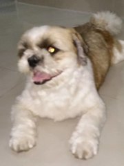 Tom - Shih Tzu Dog