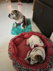 My pup may be much lighter but she pushes tiger out of the bed. He lets her because he's a softy. 