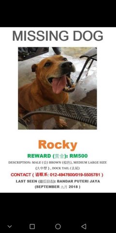 Rocky - Mixed Breed Dog