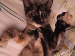 Tigger - Tortoiseshell + Domestic Short Hair Cat