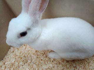 Snowy (Minirex) - Mini Rex Rabbit