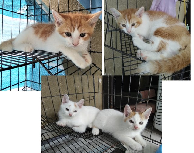 4 Male Kittens - Domestic Short Hair Cat