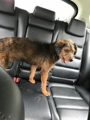 Rusty - Irish Terrier + Schnauzer Dog