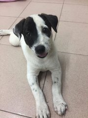 Akiro - English Pointer Mix Dog