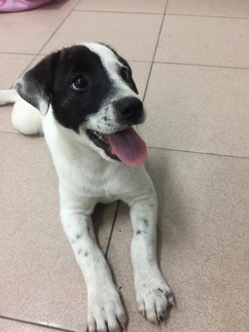 Akiro - English Pointer Mix Dog