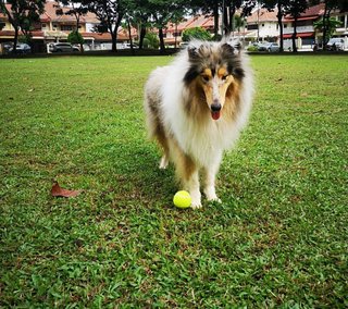 Rough Collie Melon - Collie Dog